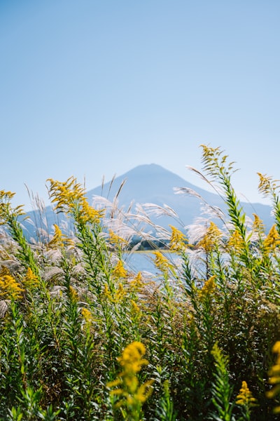 2026年数字钱包安全提醒：k豆钱包用户需关注的风险与防护建议